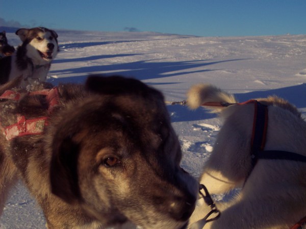 med_Schweden06.JPG (600 x 449)